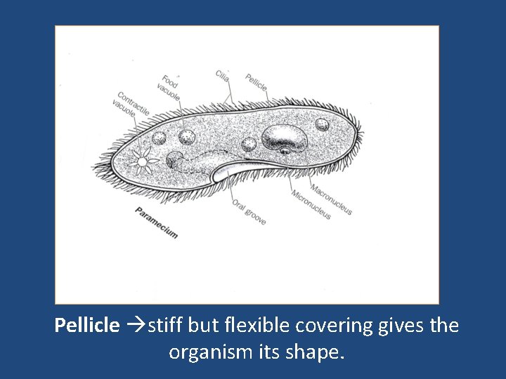 Pellicle stiff but flexible covering gives the organism its shape. 