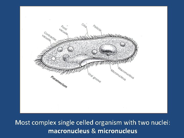 Most complex single celled organism with two nuclei: macronucleus & micronucleus 