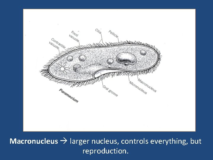 Macronucleus larger nucleus, controls everything, but reproduction. 