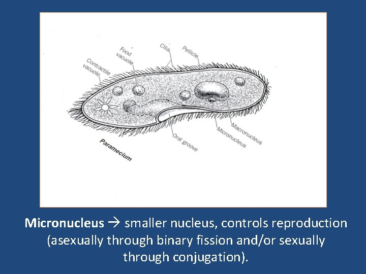 Micronucleus smaller nucleus, controls reproduction (asexually through binary fission and/or sexually through conjugation). 