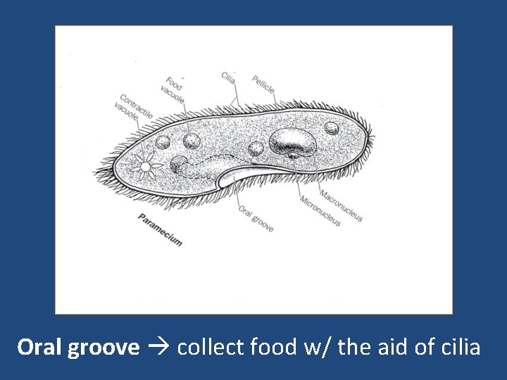 Oral groove collect food w/ the aid of cilia 