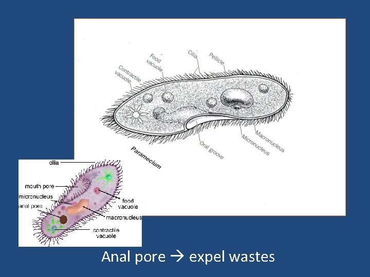 Anal pore expel wastes 