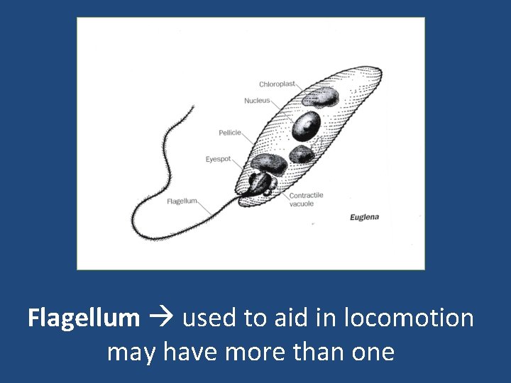 Flagellum used to aid in locomotion may have more than one 