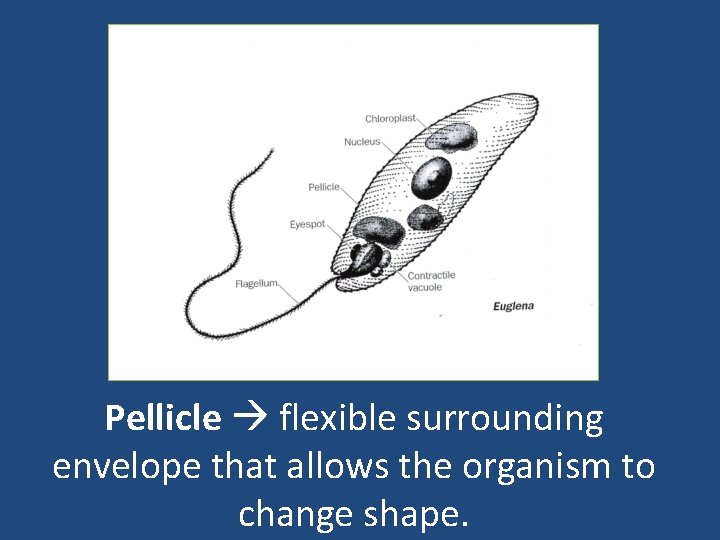 Pellicle flexible surrounding envelope that allows the organism to change shape. 