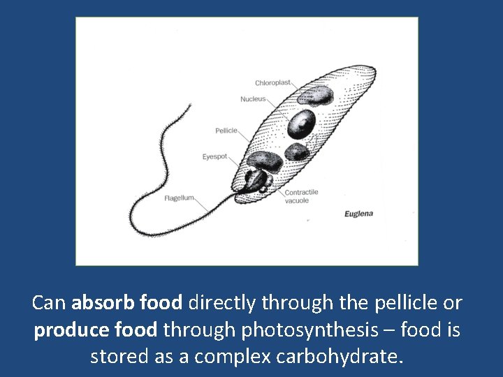Can absorb food directly through the pellicle or produce food through photosynthesis – food