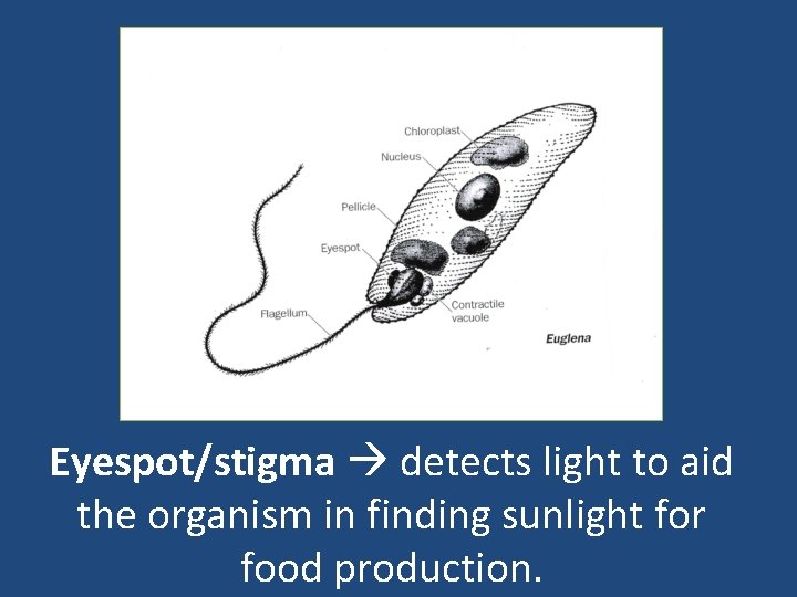 Eyespot/stigma detects light to aid the organism in finding sunlight for food production. 