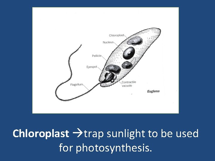 Chloroplast trap sunlight to be used for photosynthesis. 