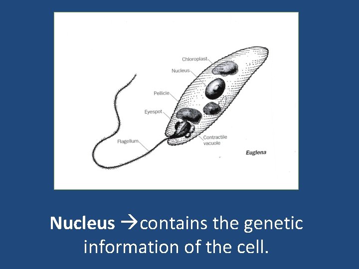 Nucleus contains the genetic information of the cell. 