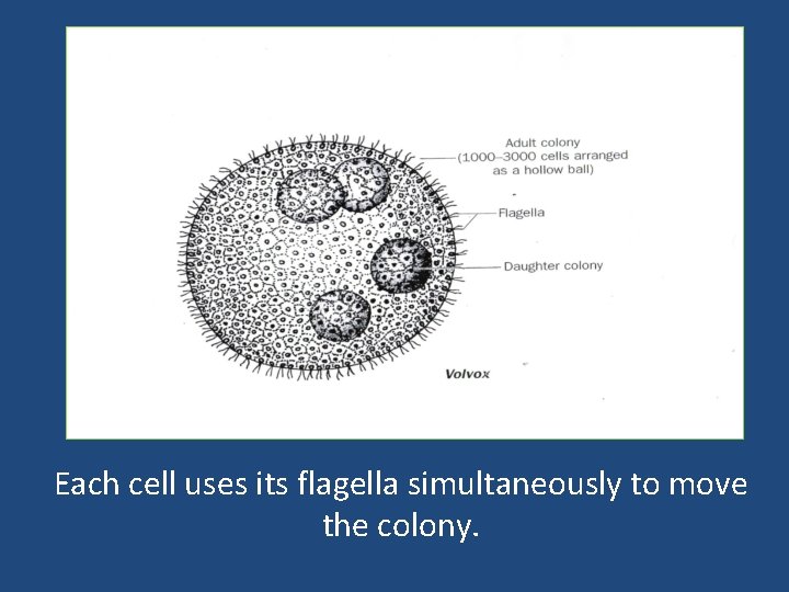 Each cell uses its flagella simultaneously to move the colony. 