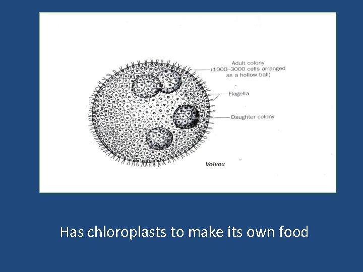 Has chloroplasts to make its own food 