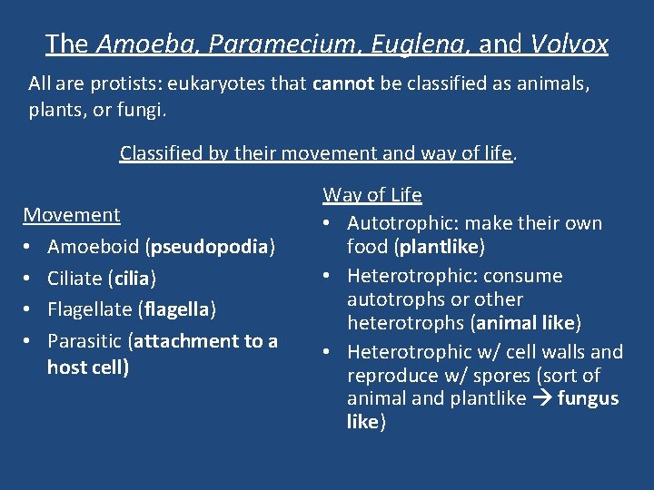 The Amoeba, Paramecium, Euglena, and Volvox All are protists: eukaryotes that cannot be classified