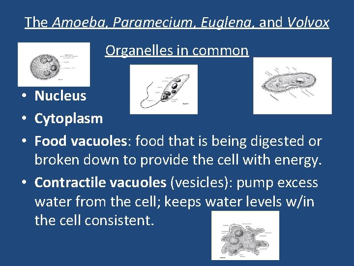 The Amoeba, Paramecium, Euglena, and Volvox Organelles in common • Nucleus • Cytoplasm •