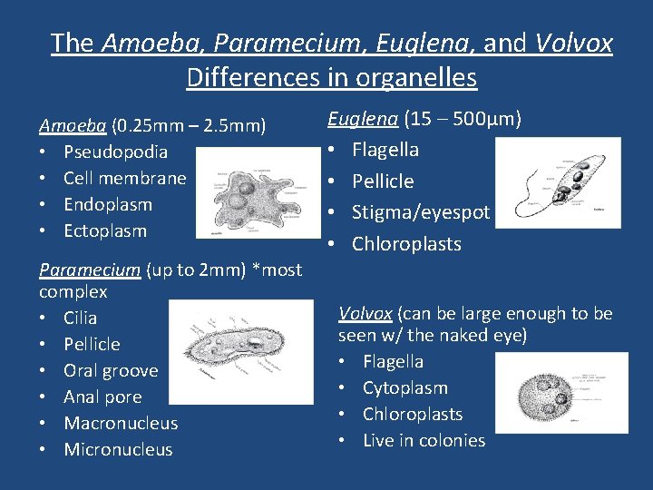 The Amoeba, Paramecium, Euglena, and Volvox Differences in organelles Amoeba (0. 25 mm –