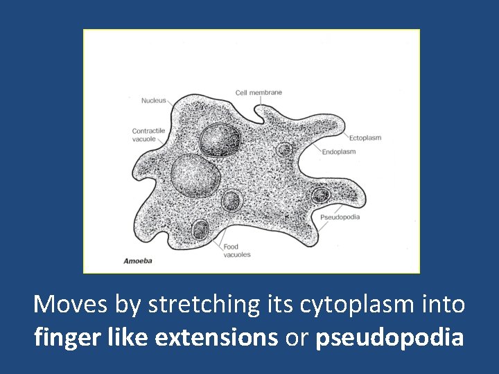 Moves by stretching its cytoplasm into finger like extensions or pseudopodia 