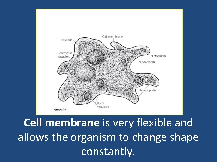 Cell membrane is very flexible and allows the organism to change shape constantly. 