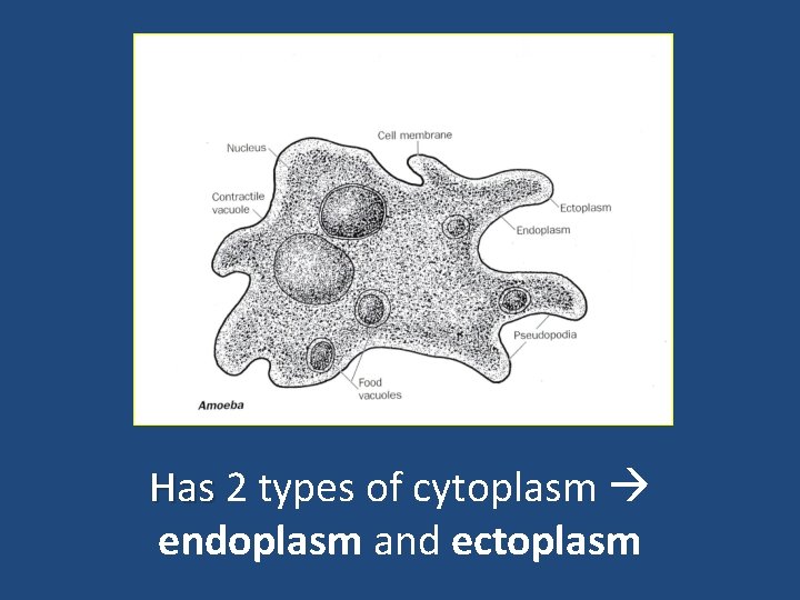 Has 2 types of cytoplasm endoplasm and ectoplasm 