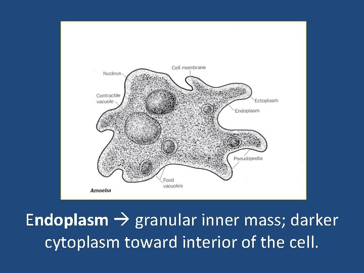 Endoplasm granular inner mass; darker cytoplasm toward interior of the cell. 