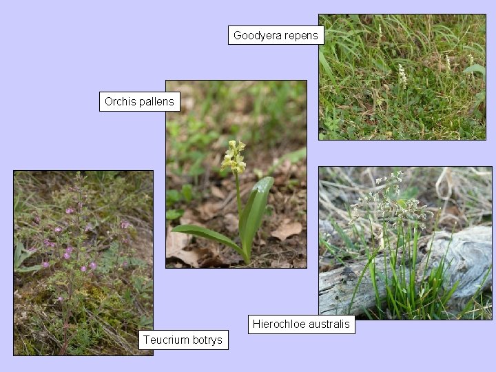 Goodyera repens Orchis pallens Hierochloe australis Teucrium botrys 