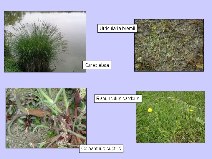 Utricularia bremii Carex elata Ranunculus sardous Coleanthus subtilis 