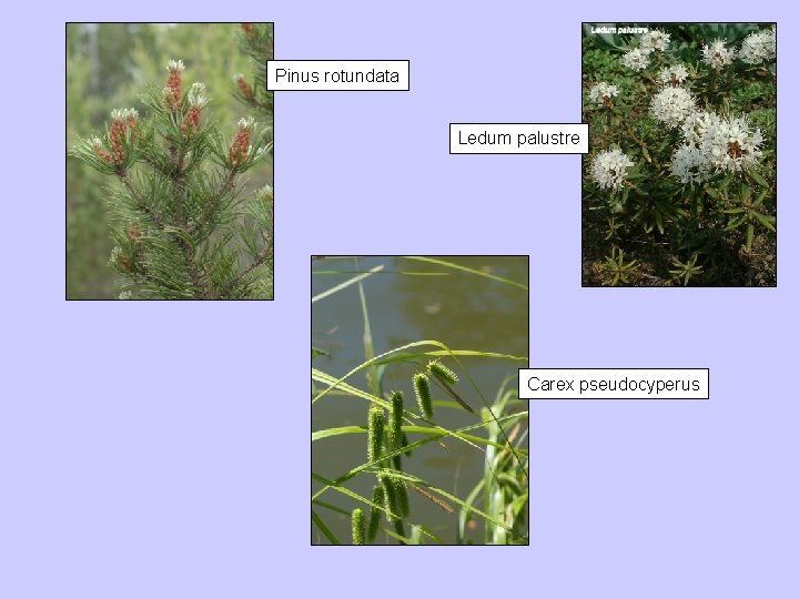 Pinus rotundata Ledum palustre Carex pseudocyperus 