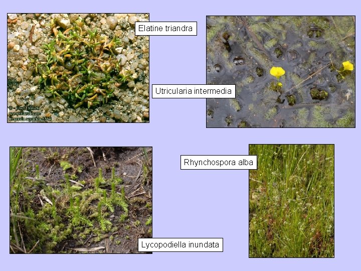 Elatine triandra Utricularia intermedia Rhynchospora alba Lycopodiella inundata 