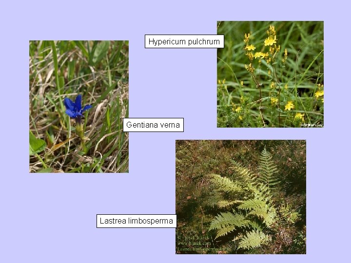 Hypericum pulchrum Gentiana verna Lastrea limbosperma 