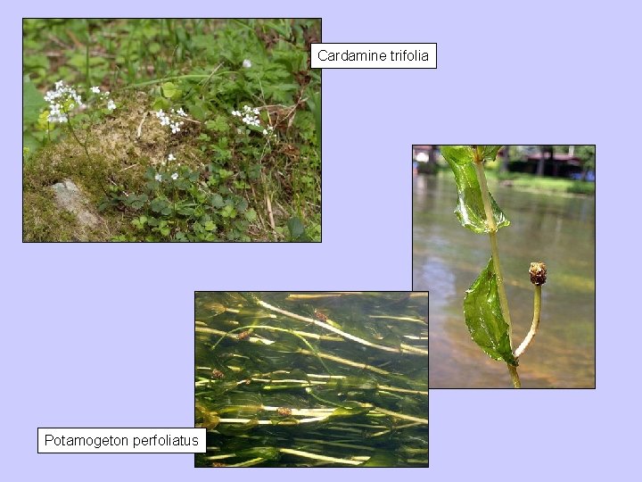 Cardamine trifolia Potamogeton perfoliatus 