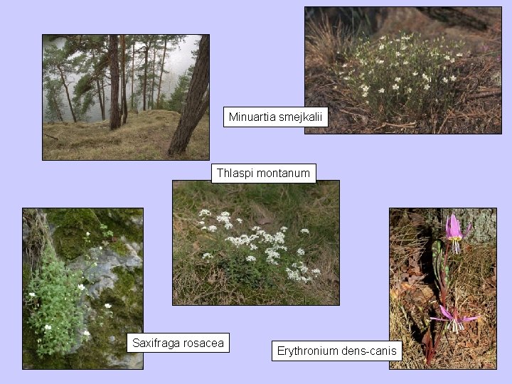 Minuartia smejkalii Thlaspi montanum Saxifraga rosacea Erythronium dens-canis 