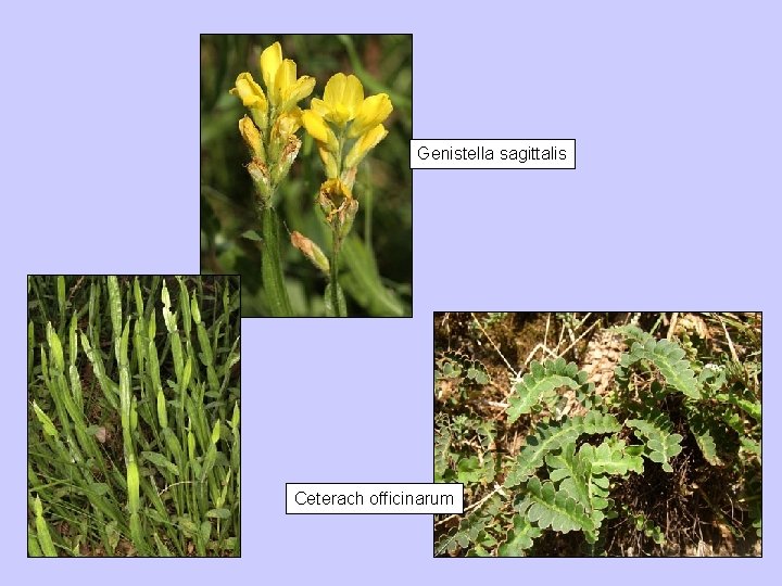 Genistella sagittalis Ceterach officinarum 
