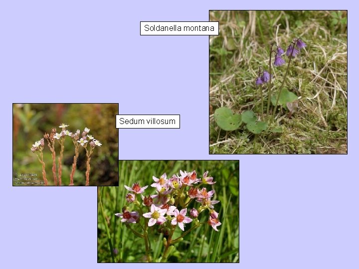 Soldanella montana Sedum villosum 