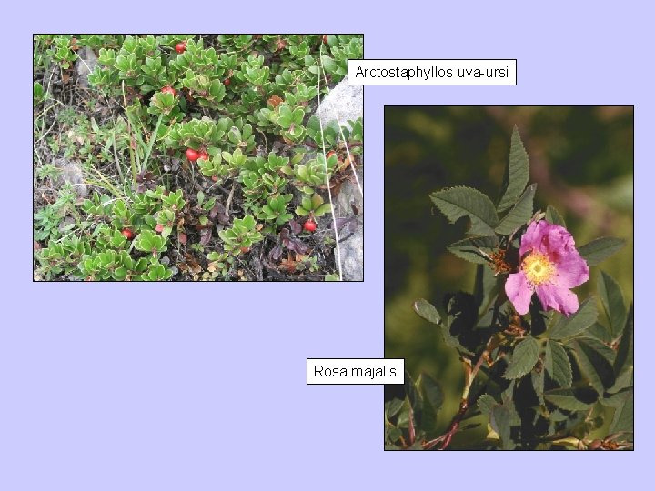 Arctostaphyllos uva-ursi Rosa majalis 
