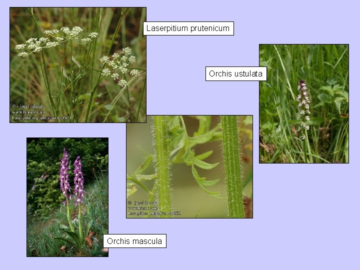 Laserpitium prutenicum Orchis ustulata Orchis mascula 