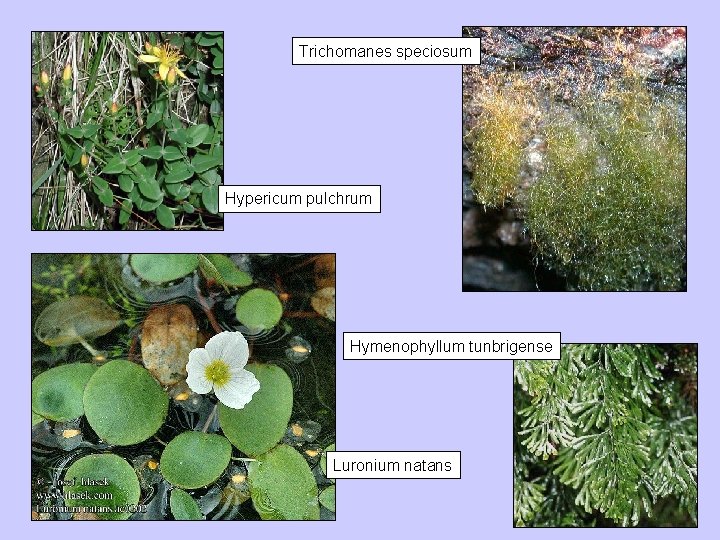 Trichomanes speciosum Hypericum pulchrum Hymenophyllum tunbrigense Luronium natans 