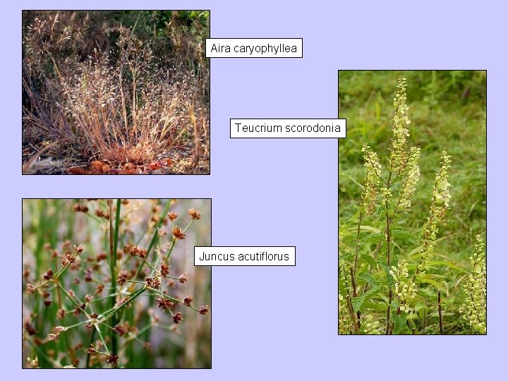 Aira caryophyllea Teucrium scorodonia Juncus acutiflorus 