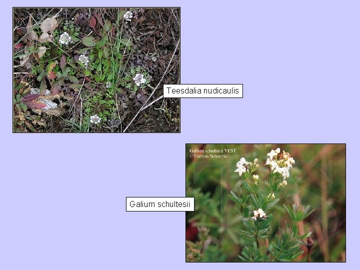 Teesdalia nudicaulis Galium schultesii 