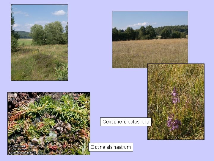Gentianella obtusifolia Elatine alsinastrum 