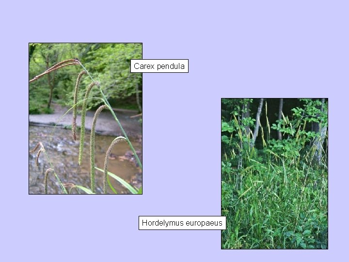 Carex pendula Hordelymus europaeus 