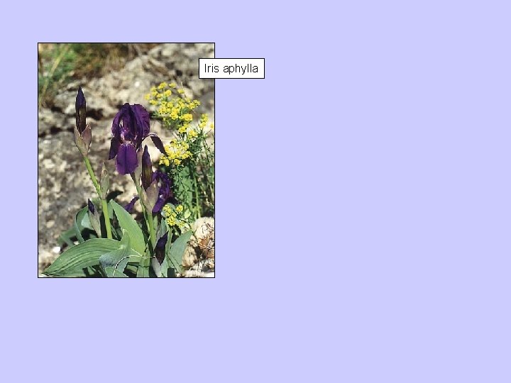 Iris aphylla 