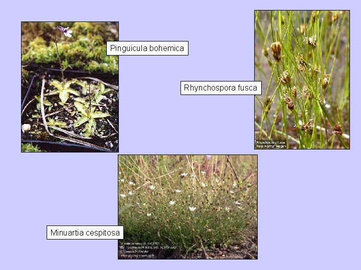 Pinguicula bohemica Rhynchospora fusca Minuartia cespitosa 