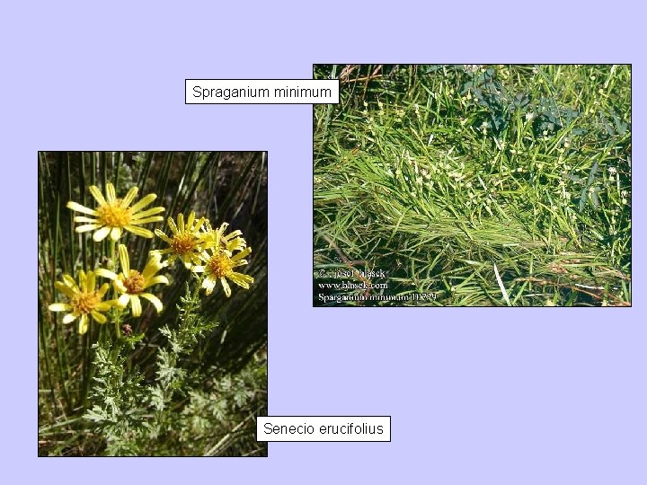 Spraganium minimum Senecio erucifolius 