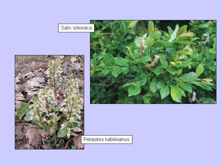 Salix silesiaca Petasites kablikianus 