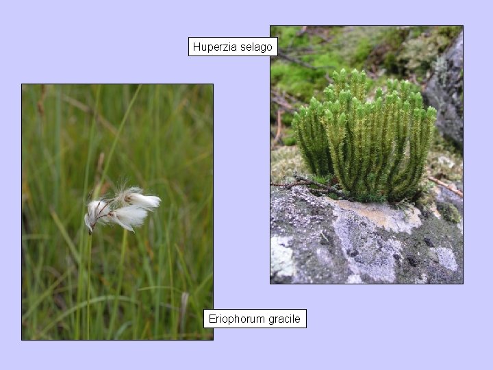 Huperzia selago Eriophorum gracile 