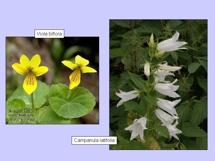 Viola biflora Campanula latifolia 