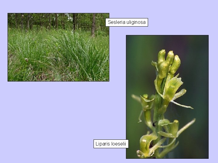 Sesleria uliginosa Liparis loeselii 