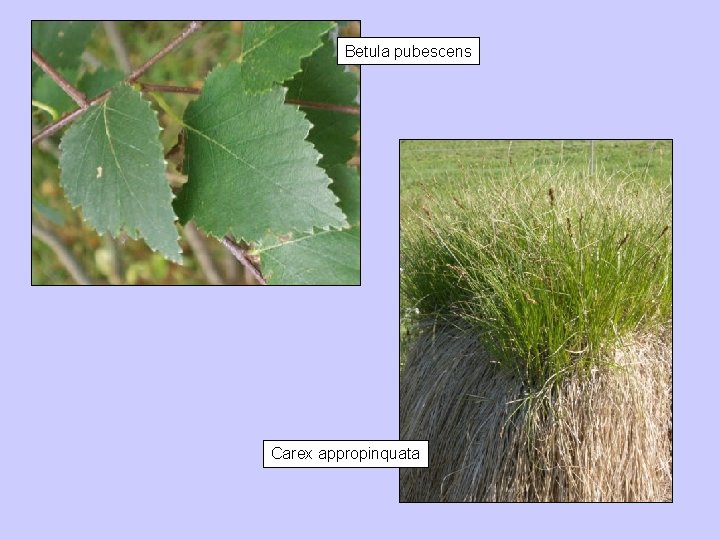Betula pubescens Carex appropinquata 