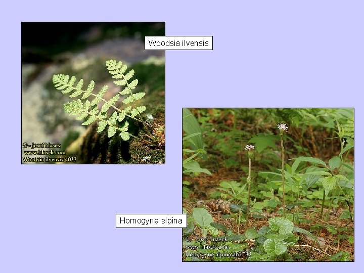 Woodsia ilvensis Homogyne alpina 