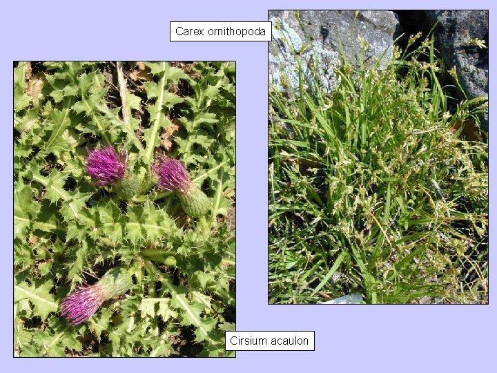 Carex ornithopoda Cirsium acaulon 