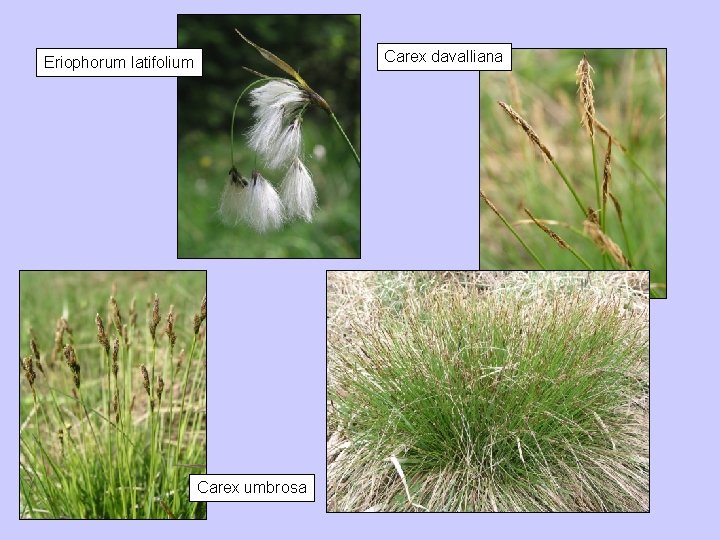 Carex davalliana Eriophorum latifolium Carex umbrosa 