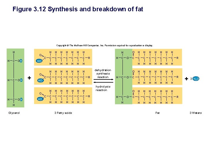 Figure 3. 12 Synthesis and breakdown of fat Copyright © The Mc. Graw-Hill Companies,