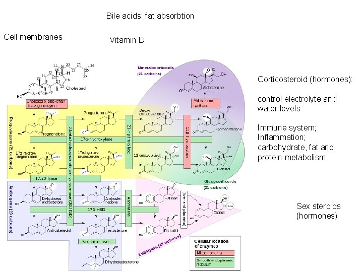 Bile acids: fat absorbtion Cell membranes Vitamin D Corticosteroid (hormones): control electrolyte and water